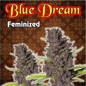 Blue Dream Feminized