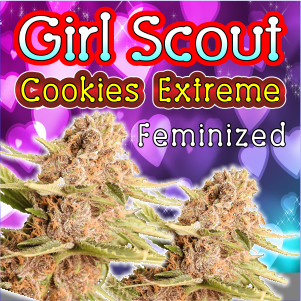 girl-scout-cookies-extreme-feminized