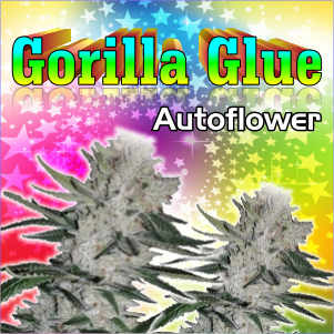 gorilla-glue-autoflower