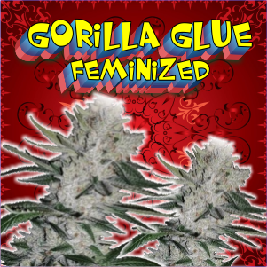gorilla-glue-feminized