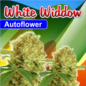 white-widow-autoflower