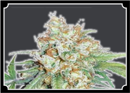 Cherry-Pie-Feminized