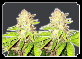 Strawberry Kush CBD Feminized