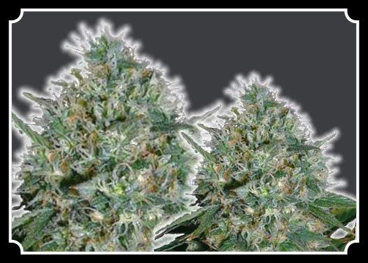 White-Rhino-Feminized