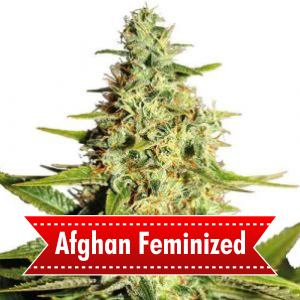 Afghan-Feminized