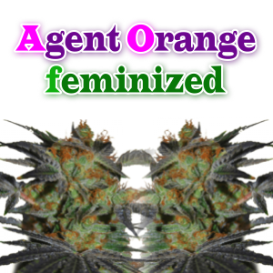 agent-orange-feminized