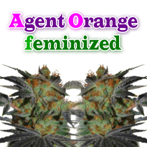 Agent-Orange-Feminized