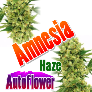 Amnesia-Haze-Autoflower