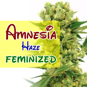 amnesia-haze-feminized