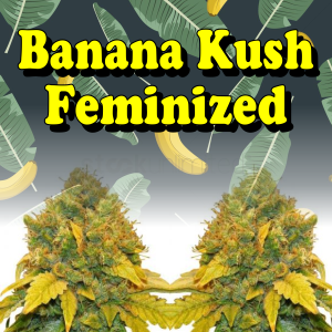 banana-kush-feminized