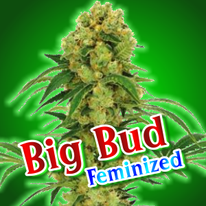 big-bud-feminized