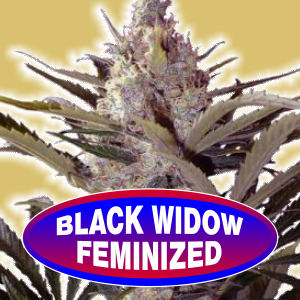 black-widow-feminized