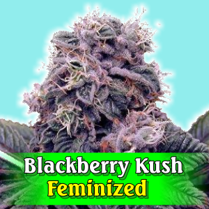 blackberry-kush-feminized