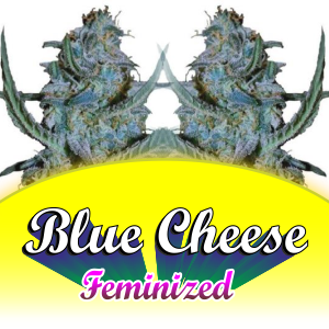 blue-cheese-feminized