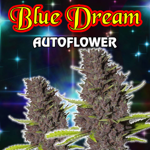 blue-dream-autoflower