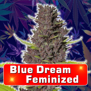 blue-dream-feminized