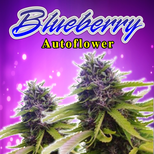 blueberry-autoflower