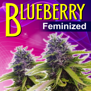 blueberry-feminized