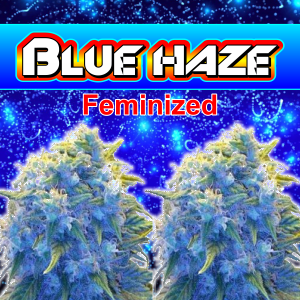blue-haza-feminized