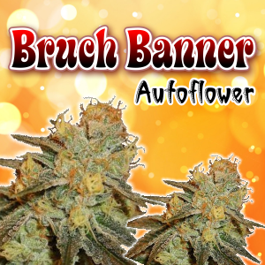 bruce-banner-autoflower