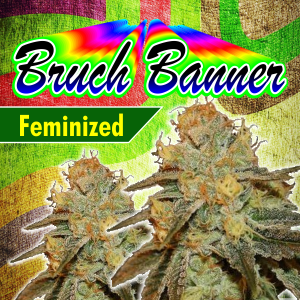 Bruch-banner-Feminized