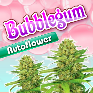 bubblegum-autoflower