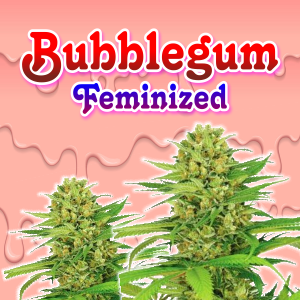 bubblegum-feminized