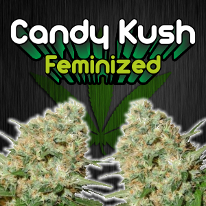 candy-kush-feminized