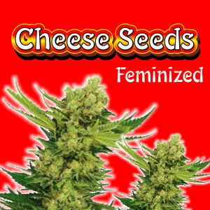 cheese-seeds-feminized