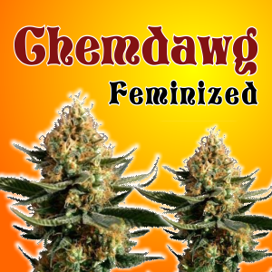 chemdawg-feminized