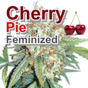 Cherry Pie Feminized