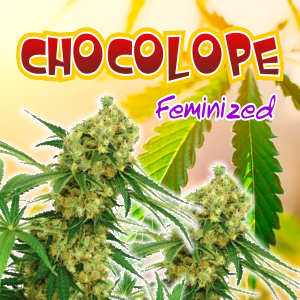 chocolope-feminized