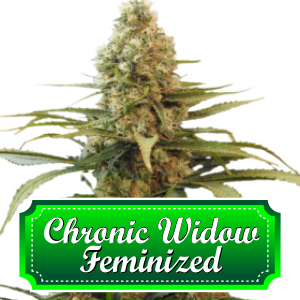 chronic-widow-feminized