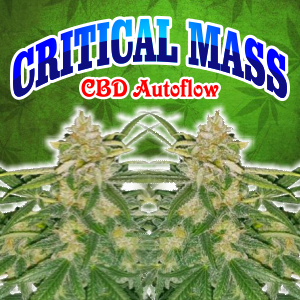 critical-mass-cbd-autoflower
