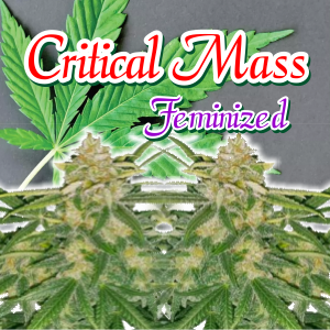 critical-mass-feminized