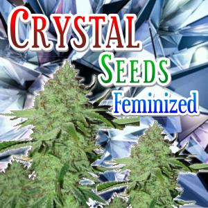crystal-seeds-feminized