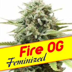 Fire-OG-Feminized
