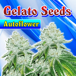 Gelato-Seeds-Autoflowe