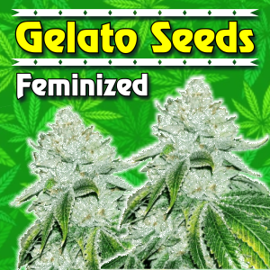 Gelato-Seeds-Feminized