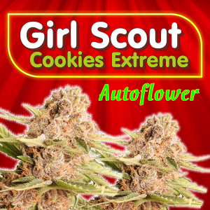 Girl-Scout-Cookies-Extreme-Autoflower
