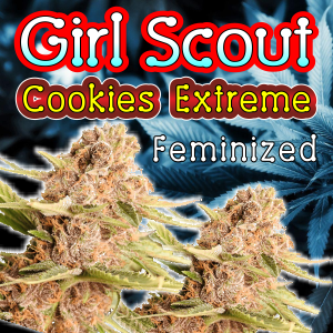 Girl-Scout-Cookies-Extreme-Feminized
