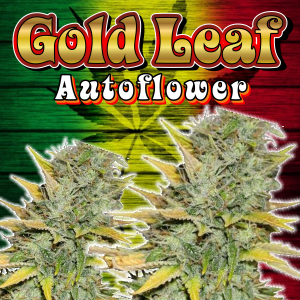 Gold-Leaf-Auoflower