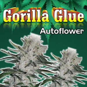 Gorilla-Glue-Autoflower