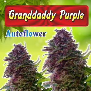 Granddaddy-Purple-Autoflower