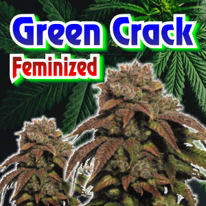 Green-Crack-Feminized