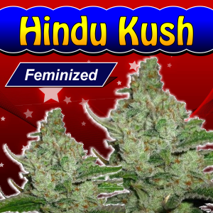 Hindu-Kush-Feminized