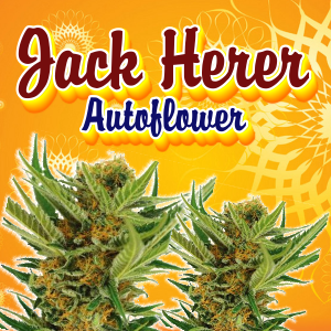 Jack-herer-autoflower