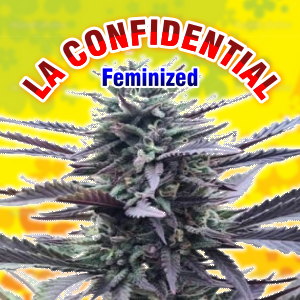 La-Confidental-feminized