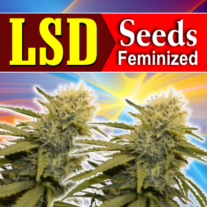 Lsd-seeds-feminized