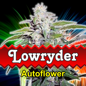 lowryder-autoflower